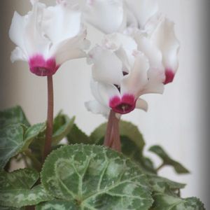 シクラメン,シクラメン アブソリュ・ドゥ・モレル,ガーデン雑貨,モルタル造形,モルタル雑貨の画像