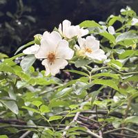 ノイバラ,つるバラ,沖縄,白い花マニア,白い水曜日♡の画像