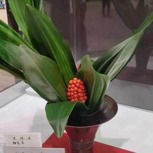 オモト,ドラセナ,サンキライ,きく  菊,生け花の画像