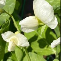 スナップエンドウ,スナップエンドウ,平和を願う,頑張ろう日本❣️,明日はきっと良い日になるの画像