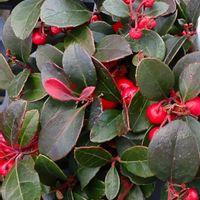 ヒメコウジ   ,鉢植え,軒下の画像