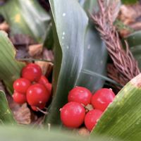 オモト,トベラ,ツルウメモドキ,ヤブミョウガ,マサキの画像