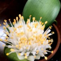 オモト,マユハケオモトの画像