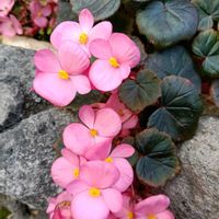 サイネリア,ベゴニア,ラナンキュラス,花のある暮らし,GSに感謝。の画像