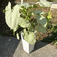 シンゴニウムの画像