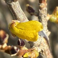 ヤマボウシ,レンギョウ,ゲラニウムマクロリズムの画像