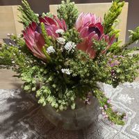 プロテア,キュンキュン乙女倶楽部,HTC,【こまち多肉部】,平和を願う☆の画像