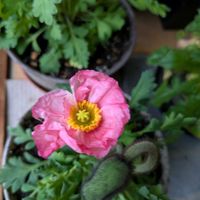 アイスランドポピー,チーム愛知,Juneの会,2020年6月同期No.013の画像