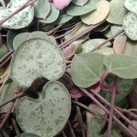 ゼラニウム,ゼラニウム,ハートカズラ,ハートカズラ,ハートカズラの画像