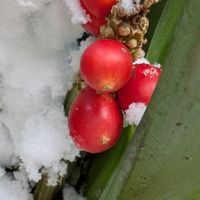 オモト,オモト,オモトの実,万年青(おもと),万年青(おもと)の画像