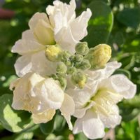 白が好き,#ガーデニング,エクステリアの画像