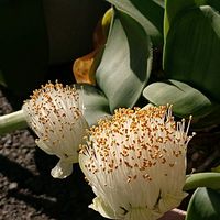 オモト,オモト,マユハケオモト,オモトの実,今日のお花の画像