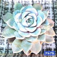 アルブカ,エケベリア属,植物男子ベランダー,エケベリア好き,ベランダの画像