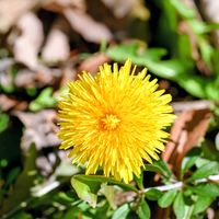 タンポポ,タンポポ,黄色い花,花散歩,眩しい～✨の画像