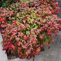 オタフクナンテンの画像