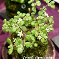 ブロウメアナ,秋麗,多肉植物,苔玉,紅葉する多肉の画像