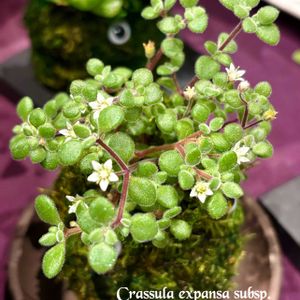 ブロウメアナ,秋麗,多肉植物,苔玉,紅葉する多肉の画像