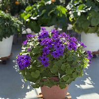 セネッティ,花と生きるサントリー,サンフラマニア,サンフラびとの画像