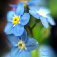 ワスレナグサ,花のある暮らし,チーム愛知,GSアダルトチーム,水曜日は水色の画像