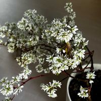 ユーフォルビアダイヤモンドスター,PW ユーフォルビア ダイヤモンドスター,花のある暮らし,埼玉ンズ倶楽部,PW育てたの画像