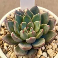 ルル,多肉植物,エケベリア属,多肉中毒,エケベリア女子の画像