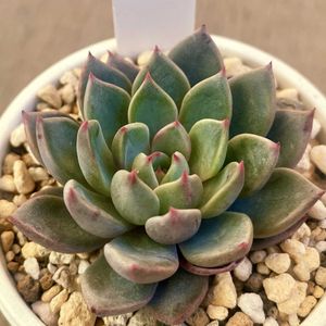 ルル,多肉植物,エケベリア属,多肉中毒,エケベリア女子の画像