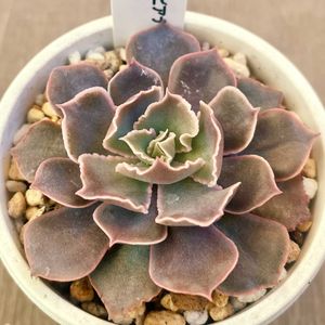 シャビアナピンクフリル,多肉植物,エケベリア属,多肉中毒,エケベリア女子の画像