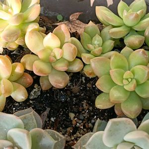 多肉初心者,シェードガーデン,日陰の庭の画像