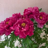 ボタン,牡丹,ぼたん(牡丹）,可睡斎,♡可睡斎のひなまつり♡の画像