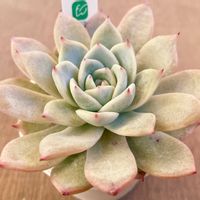 ブルースワロー,多肉植物,エケベリア属,多肉中毒,エケベリア女子の画像