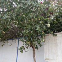 ブーゲンビリア,ブーゲンビリア,ブーゲンビリア,山野草,オシロイバナ科の画像