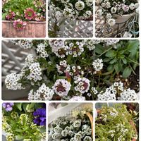 アリッサム,お花,花好きさんと繋がりたい,猫好きさんと繋がりたい,うちで咲いたお花の画像