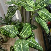 ディフェンバキア,ディフェンバキア・リフレクター,花芽,カイガラムシ被害,和室の画像