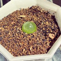 ブルゲリ,コノフィツム・ブルゲリ,コノフィツム・ブルゲリ,かわいい,小さいの画像