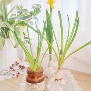 スイセン,ムスカリ,ミニスイセン テータテート,水耕栽培,ガーデニングの画像