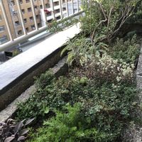 ハーブ,ハーブガーデン,ベランダの画像