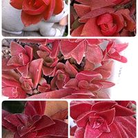 火祭り,紅葉祭り,多肉植物,うどん県人会,うどん県西支部の画像