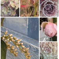 ハーデンベルギア,オキザリス　シンデレラムーン,ヘデラ、アンドロメダ,白い水曜日♡の画像