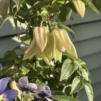 クレマチス,クレマチス アンスンエンシス,ホワイト系,クレマチス♡,ベランダの画像