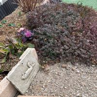 アジュガ,スズラン,セダム,タイム,リシマキアの画像