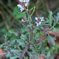 タネツケバナ,野の花,GSのみなさんに感謝♡,初めての出会い,平和を願うの画像