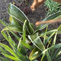 アマリリス,オモト,オモト,アマリリス(マリリン),アマリリス(マリリン)の画像