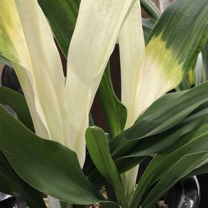 オモト,ツバメオモト,散歩,赤い実,古典園芸植物の画像