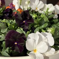 ビオラ,Juneの会,秘密の花園♡,2020年6月同期No.003,シックな大人色♡の画像