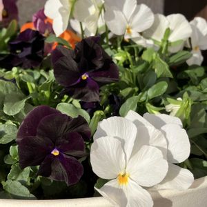 ビオラ,Juneの会,秘密の花園♡,2020年6月同期No.003,シックな大人色♡の画像