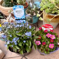 クモマグサ,クモマグサ,ギョウリュウバイ(^_^),ミオソティス モナミ,ミオソティス モナミの画像