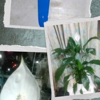 スパティフィラム,リビンクの画像