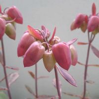 胡蝶の舞の画像