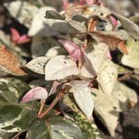 ハツユキカズラ,花壇,ガーデニング,山野草,樹木の画像