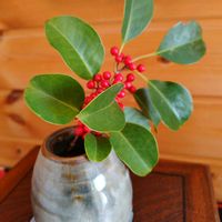 クロガネモチの画像